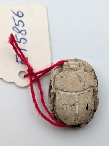 scarabée, image 2/2