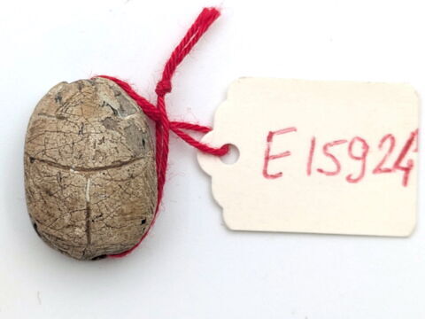 scarabée, image 2/2