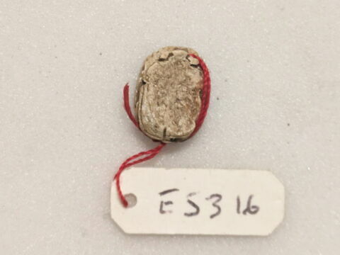 scarabée, image 2/2