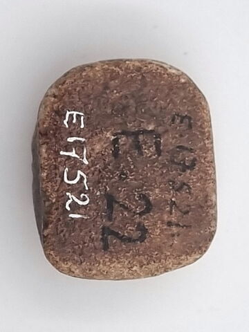 scarabée ; scarabée funéraire, image 2/3