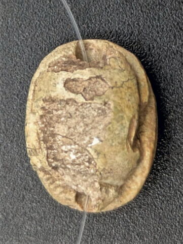 scarabée, image 2/3