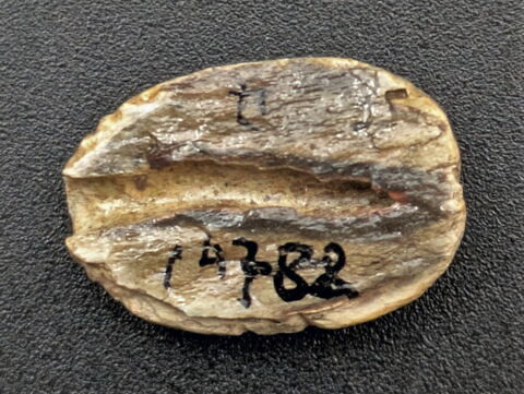 scarabée, image 2/2