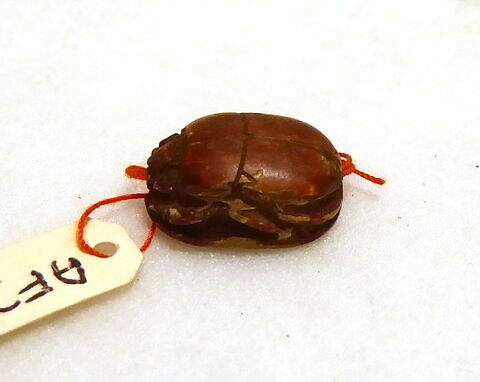 scarabée, image 2/4