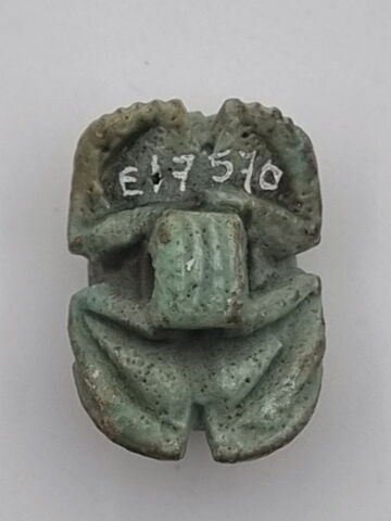 scarabée à ventre détaillé, image 2/2