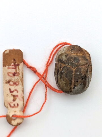 scarabée, image 2/2