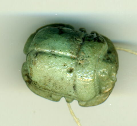 scarabée à ventre détaillé
