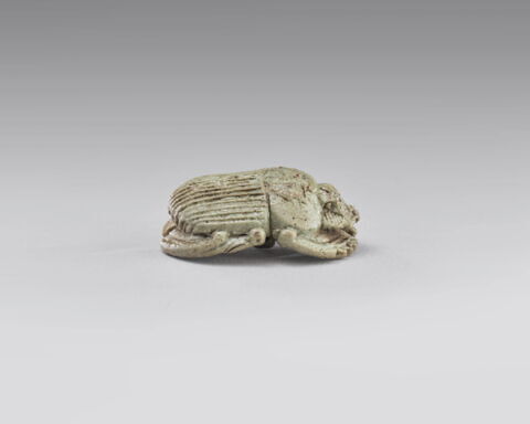 scarabée à ventre détaillé, image 3/4