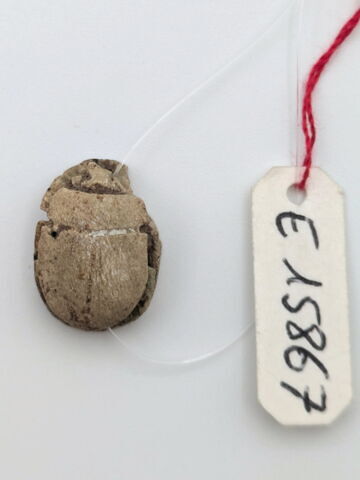 scarabée, image 2/3