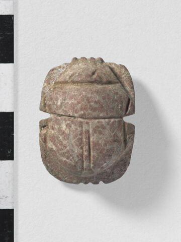scarabée à ventre détaillé, image 1/4