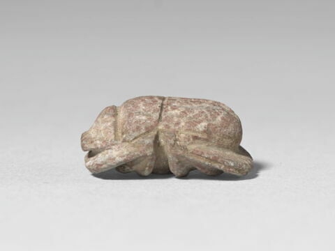 scarabée à ventre détaillé, image 3/4