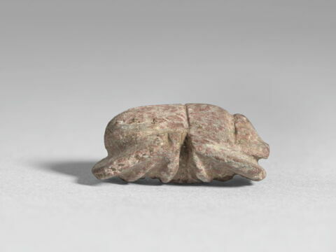 scarabée à ventre détaillé, image 4/4