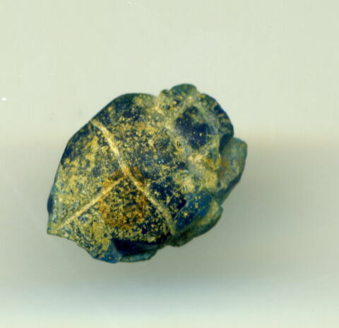 scarabée, image 1/1