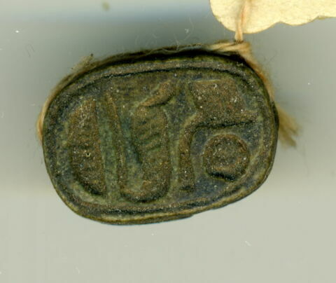 scarabée, image 1/1