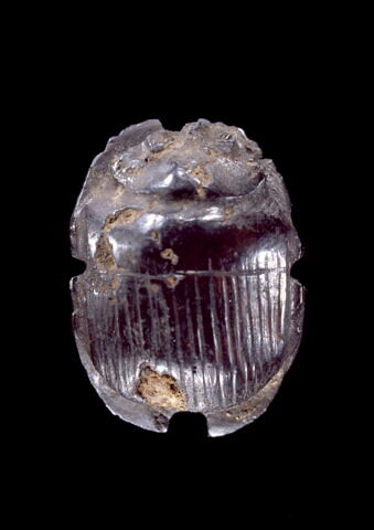 scarabée à ventre détaillé, image 1/1