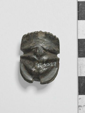 scarabée à ventre détaillé, image 2/4
