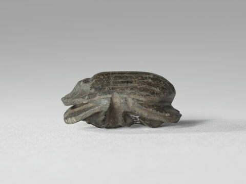 scarabée à ventre détaillé, image 4/4