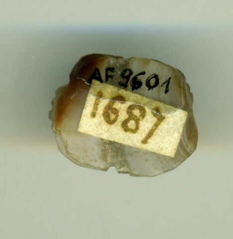 scarabée, image 2/2