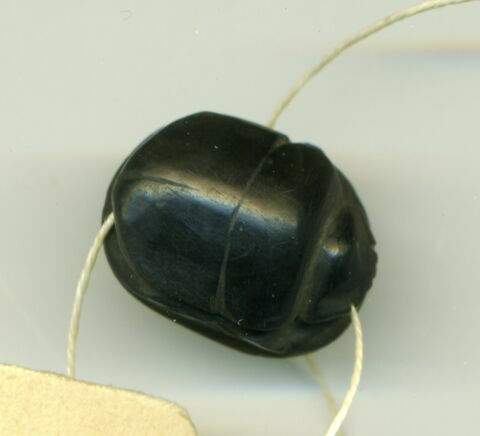 scarabée, image 1/1