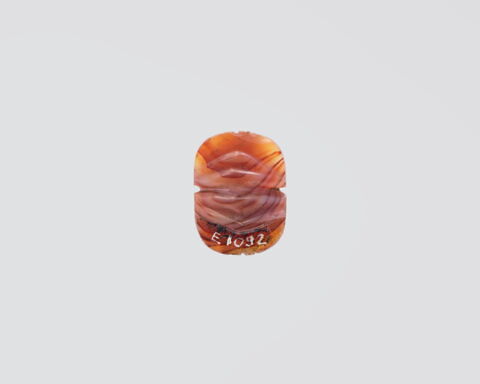 scarabée à ventre détaillé, image 2/4