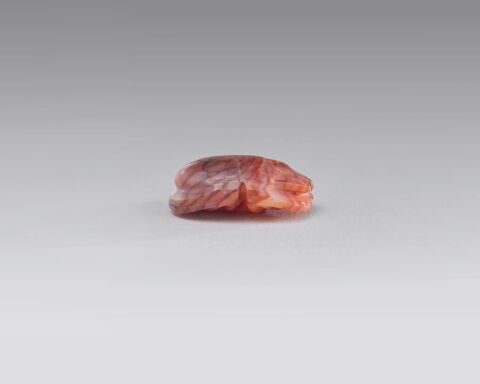 scarabée à ventre détaillé, image 3/4