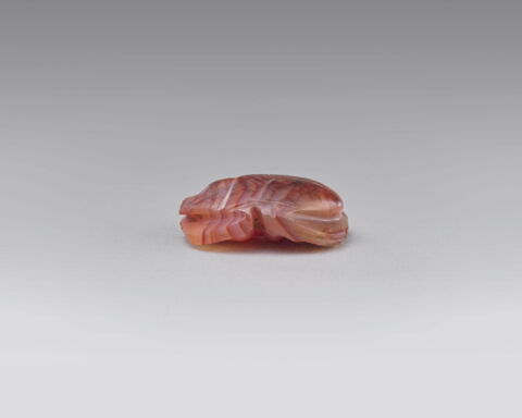 scarabée à ventre détaillé, image 4/4