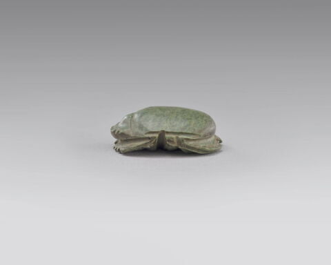 scarabée à ventre détaillé, image 4/4