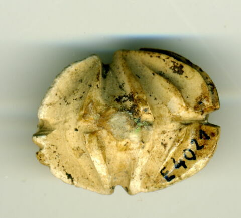 scarabée à ventre détaillé, image 2/2
