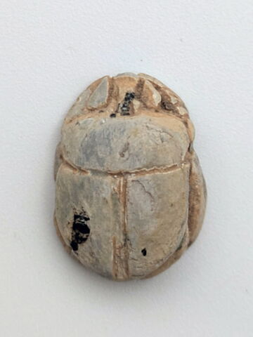 scarabée, image 2/2