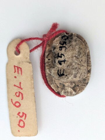 scarabée, image 2/2