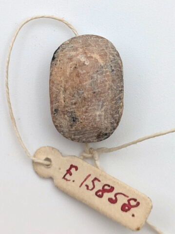 scarabée, image 2/2