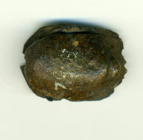 scarabée à ventre détaillé, image 1/2