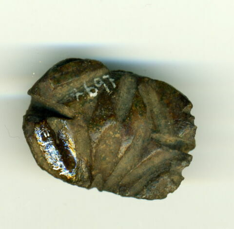 scarabée à ventre détaillé, image 2/2