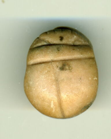 scarabée, image 1/2