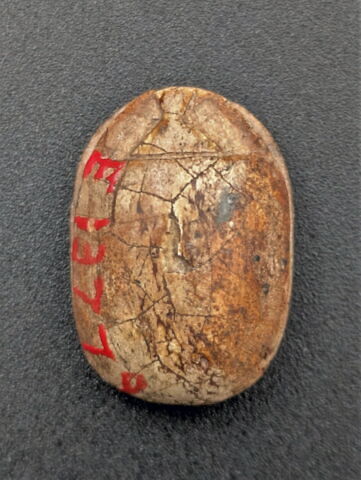 scarabée, image 2/2