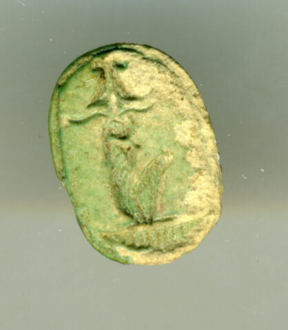 scarabée, image 2/3