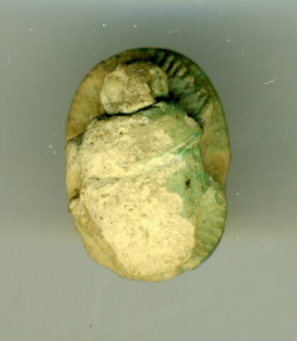 scarabée, image 3/3