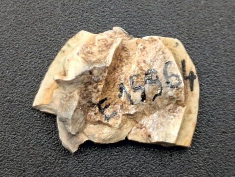 scarabée, image 2/2