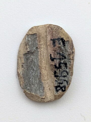 scarabée, image 2/2