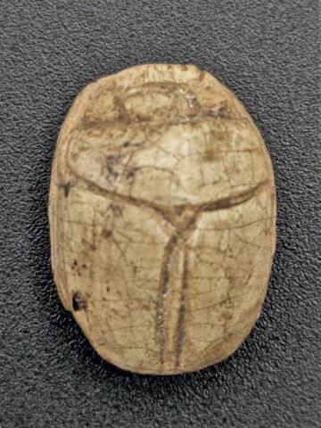 scarabée, image 2/2