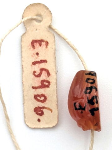 scarabée, image 2/3