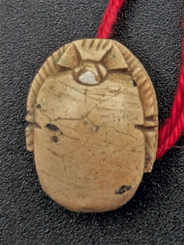 scarabée, image 2/2