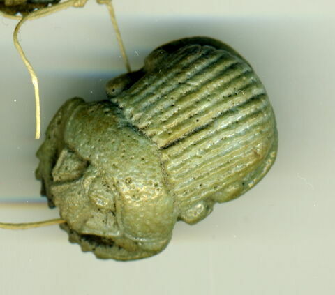 scarabée à ventre détaillé
