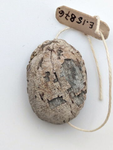 scarabée, image 2/2