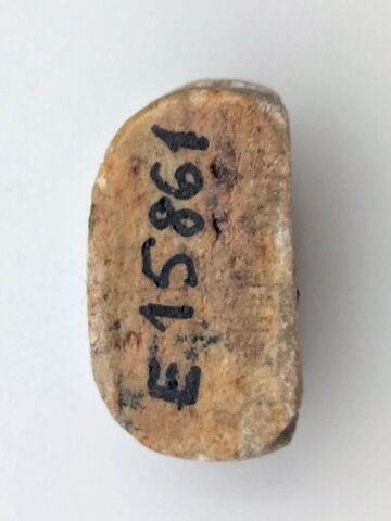 scarabée, image 2/2