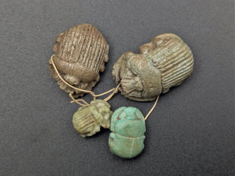 scarabée à ventre détaillé, image 2/4