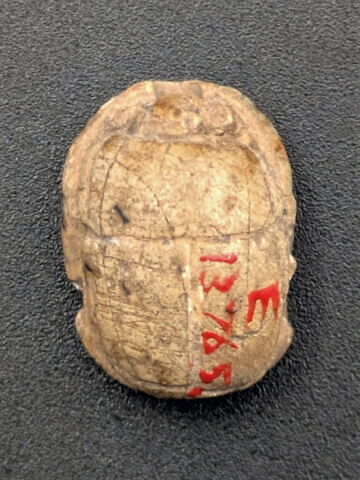 scarabée, image 2/2