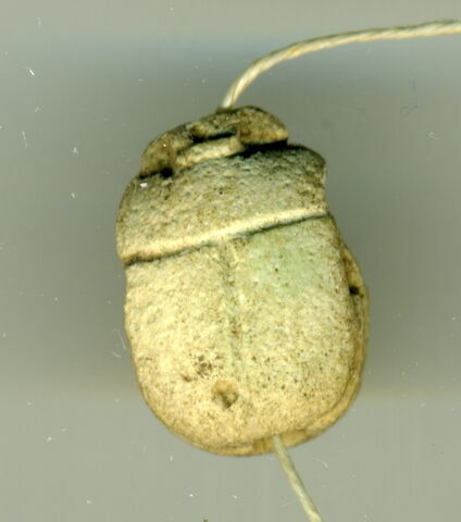 scarabée, image 2/2