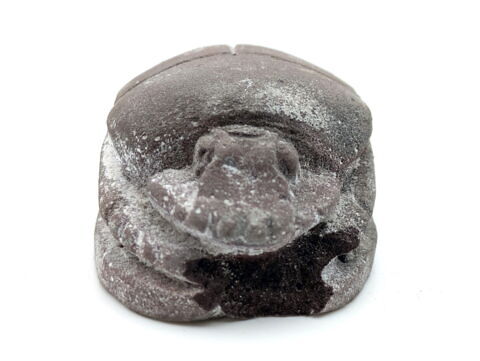 scarabée funéraire, image 3/6