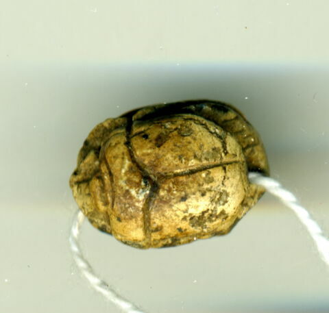 scarabée, image 2/2