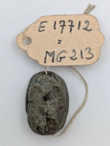 scarabée, image 2/2